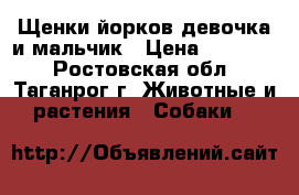 Щенки йорков девочка и мальчик › Цена ­ 10 000 - Ростовская обл., Таганрог г. Животные и растения » Собаки   